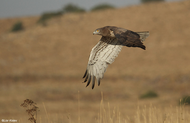   Short Toed Eagle  Circaetus gallicus , Golan,Israel,May 2010.Lior Kislev    